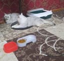 Viyaska toshkent toza zot