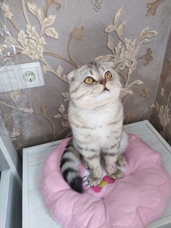 кот приглашает к вязке к себе здоровых кошечек без блох — 1