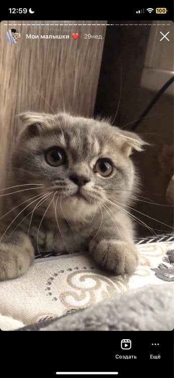 Связка с котом — 1