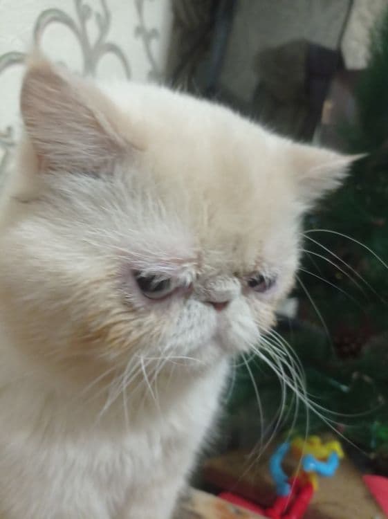 Кот на вязку перс 300 тысяч — 1