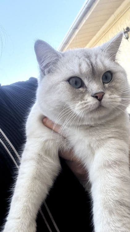 Britanski Chinchilla — 1