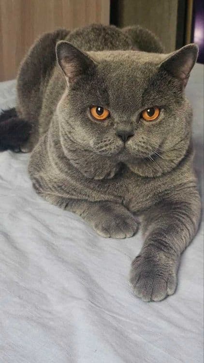 Вязка ! Чистокровный британский короткошерстный кот!! Возраст 3 года! — 1