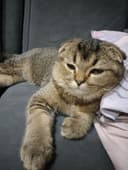 Вислоухий кот для вязки | Scottish Fold с документами