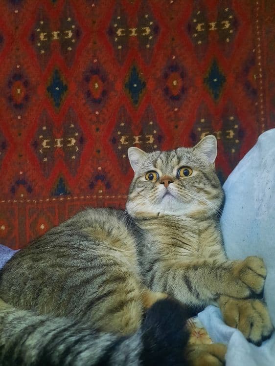 Вязка, кот скоттиш страйт — 1