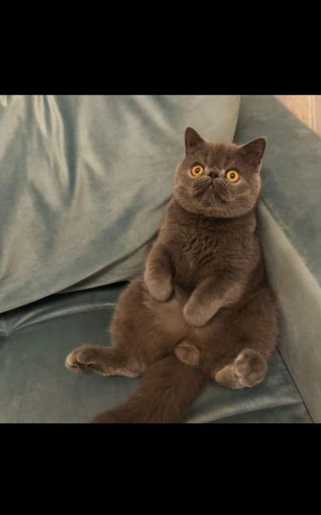 Вязка кота Экзотический — 1