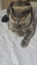 Вязка Чистокровный британский короткошерстный кот