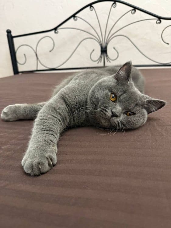 Вязка кота британской породы! — 1