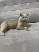 ВЯЗКА британские кот лиливые цветь
