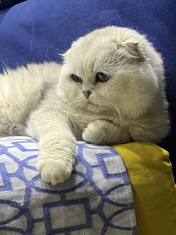 Вязка! Шиншилла Серебро , Фолд! — 1