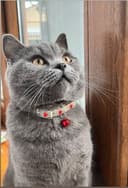 Кот породы Scottish Straight на вязку