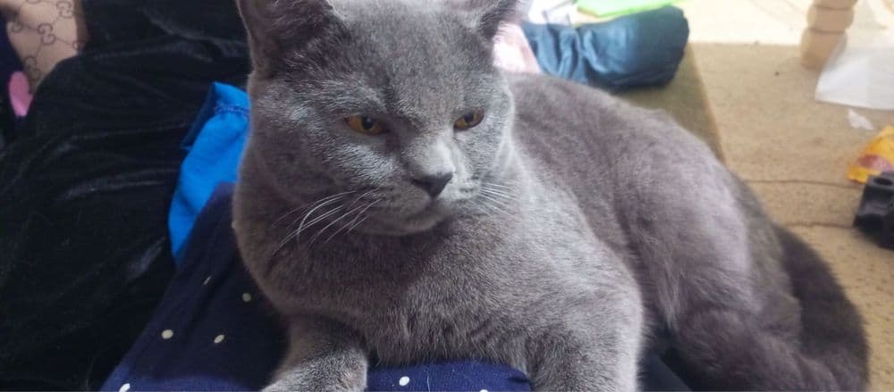 Вязка котов( Мушук эркаги заказга 400000 сум — 1