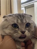 Вязка Скотишь Фолд