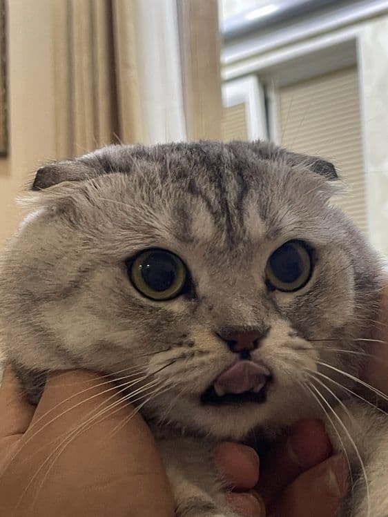 Вязка Скотишь Фолд — 1