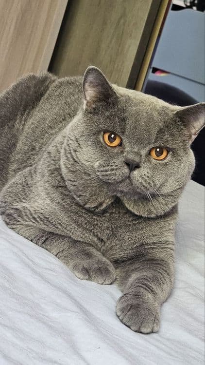 Вязка британец короткошерстный — 1