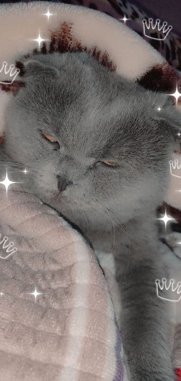 Скотиш фолт вязка — 1