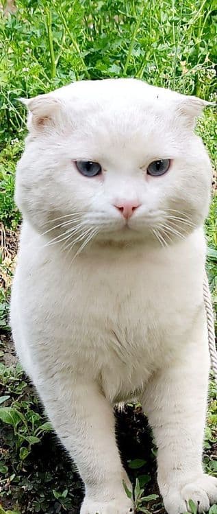 Скоттиш-фолд вязка — 1