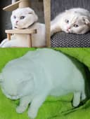 Вязка со Скоттиш Фолд