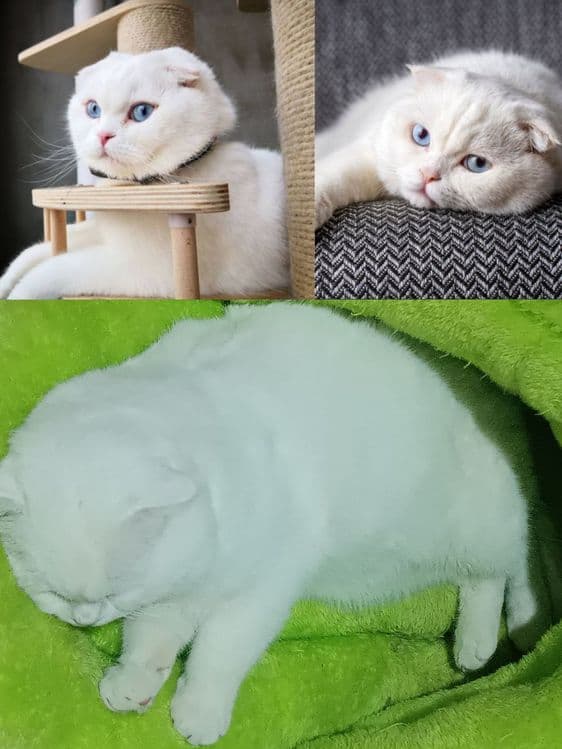 Вязка со Скоттиш Фолд — 1