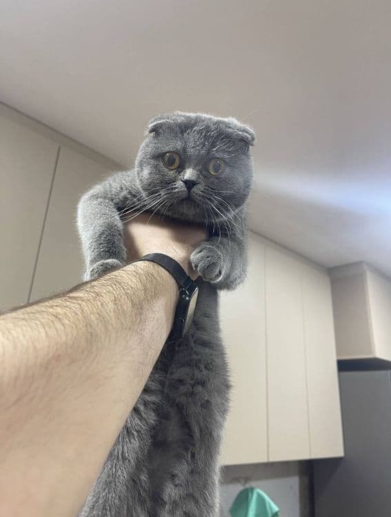 ВЯЗКА. Тоза қонли Шотландские вислоухие — 1