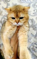 Золотая шиншилла для вязки