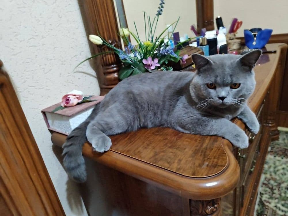 Вязка здоровый скотиш страйт — 1