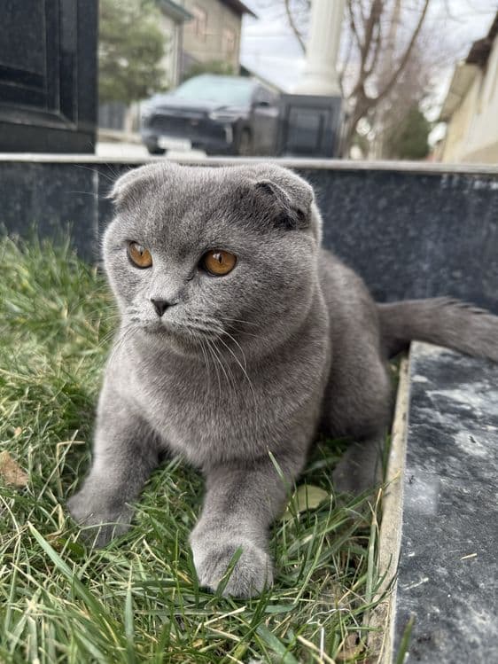 Для вязка кот самец чистокровный выслоухый ищем кошку страйт срочно — 1