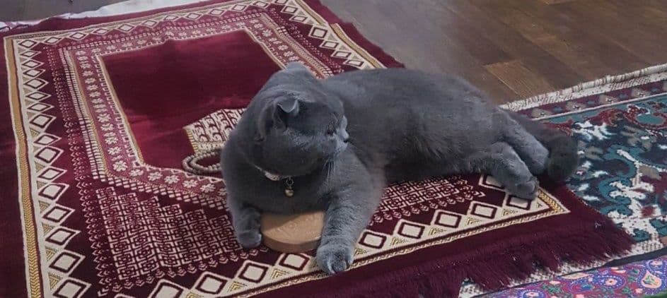 КОТ Шотландский веслоухый ждёт невестку на вязку — 1