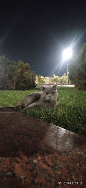 ВЯЗКА Гигант Британский кот — 1