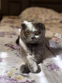 Вязка мальчик Scottish fold (сотилмайди)