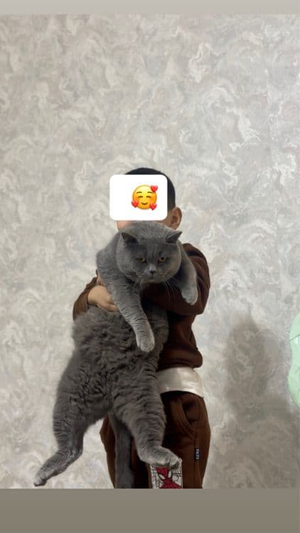 Вязка Скотиш Страйт — 1