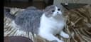 Срочно нужен кот скоттиш страйт или британец для вязки!