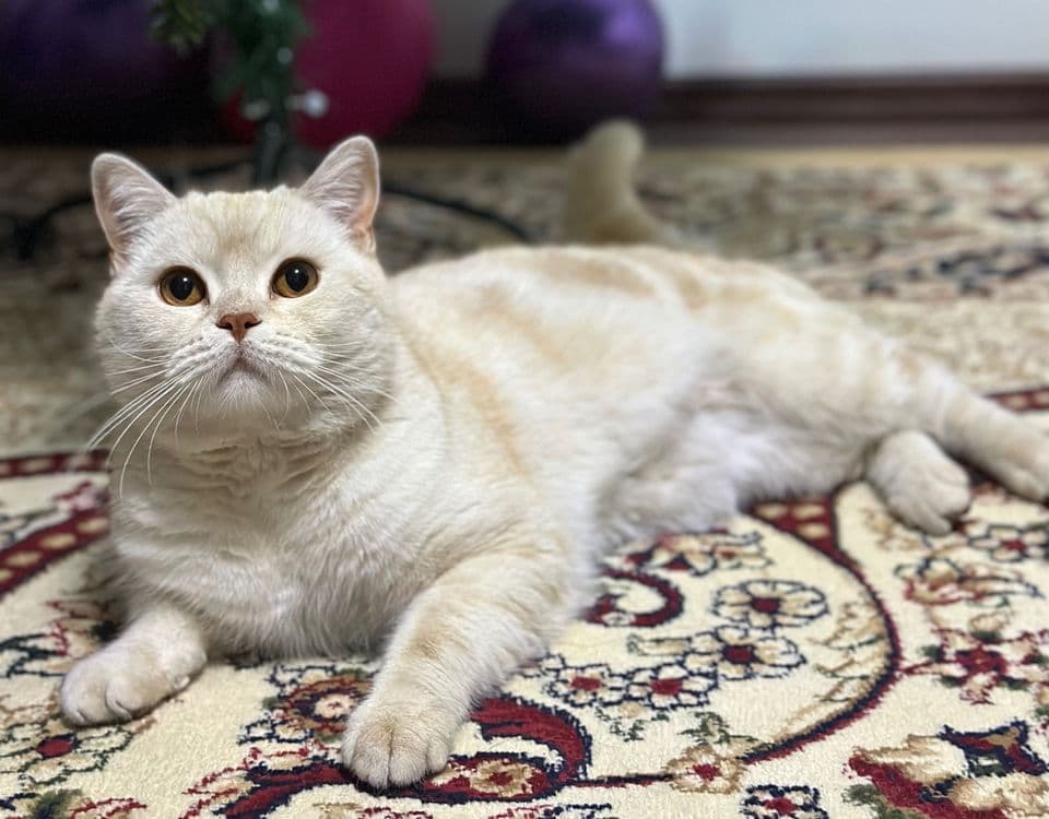 Имеется кот скоттиш страйт на вязку — 1