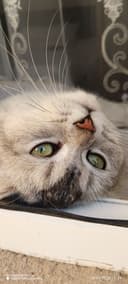 Шикарный британский кот silver tabby для вязки Самарканд