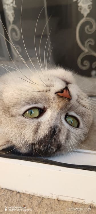 Шикарный британский кот silver tabby для вязки Самарканд — 1