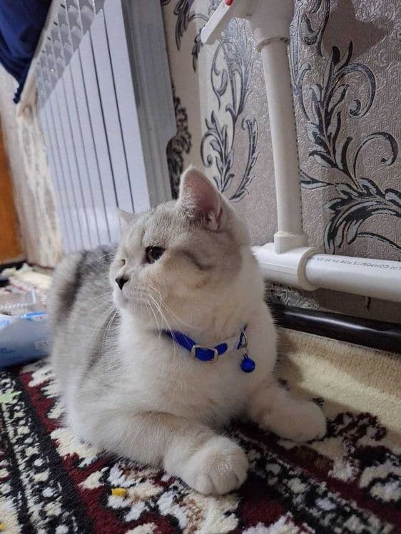 Вяска Британский шиншилла — 1