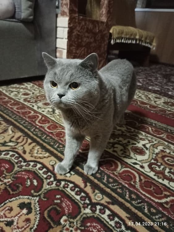 Шотландский скотиш фолд — 1