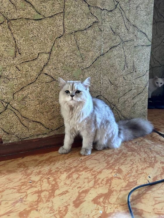 Кот для вязки!!! — 1