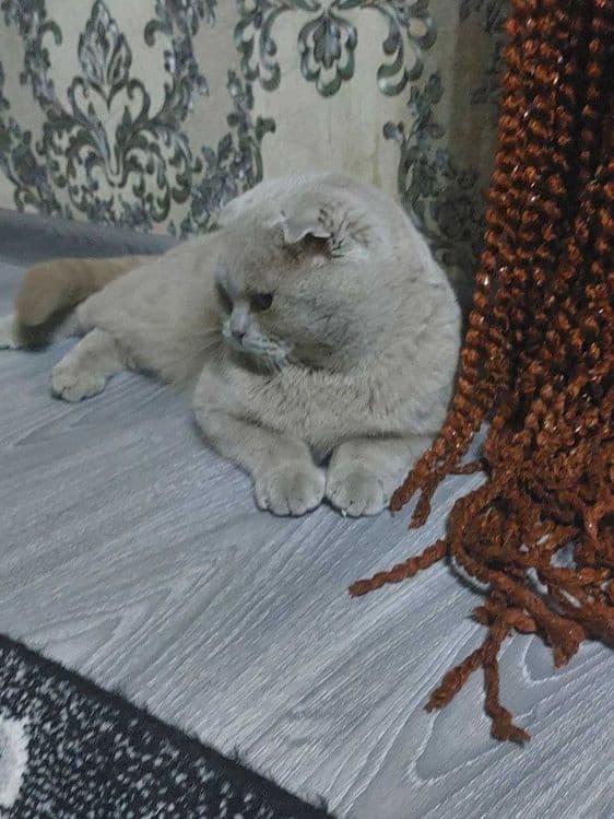 Vyazka qiz muwulani taklif qilamiz — 1