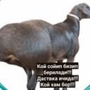 qassob servis qassob xizmati
