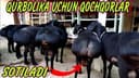 Qassob XIZMATI Qo'chqorlar bor