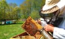 Asalari Xizmati asalarini ko'rib maslahat beramiz
