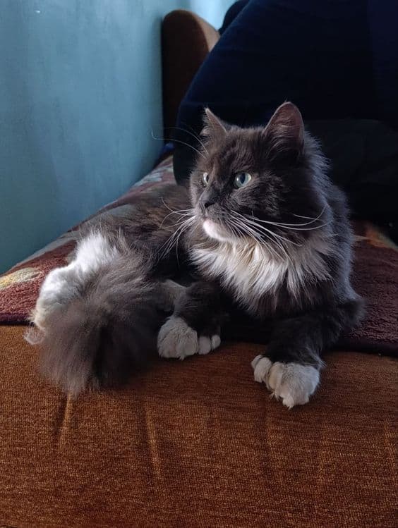 Передержка ваших котиков — 1