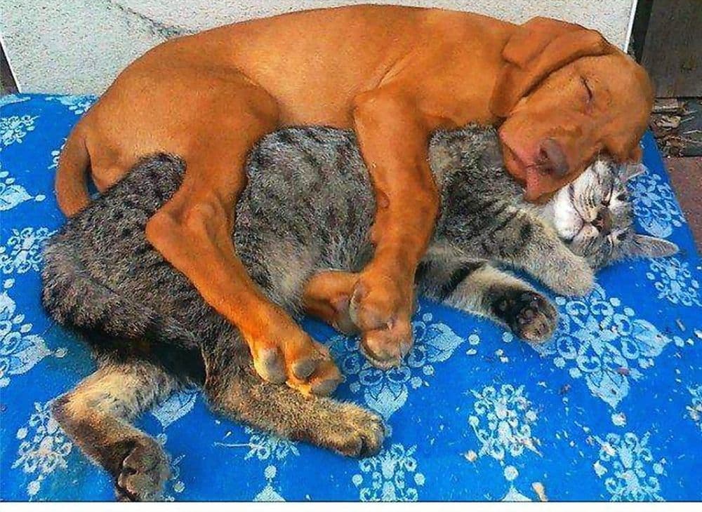 Передержка собак, кошек, грызунов. — 1