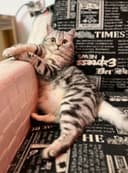 Передержка кошек, котов и котят