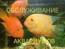 чистка аквариумов Дима