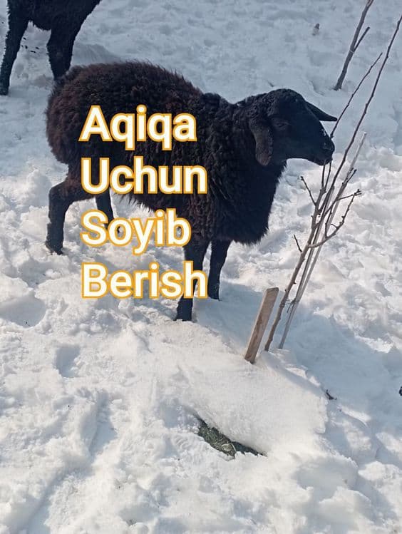 Qassob qassob qoy soyish — 1
