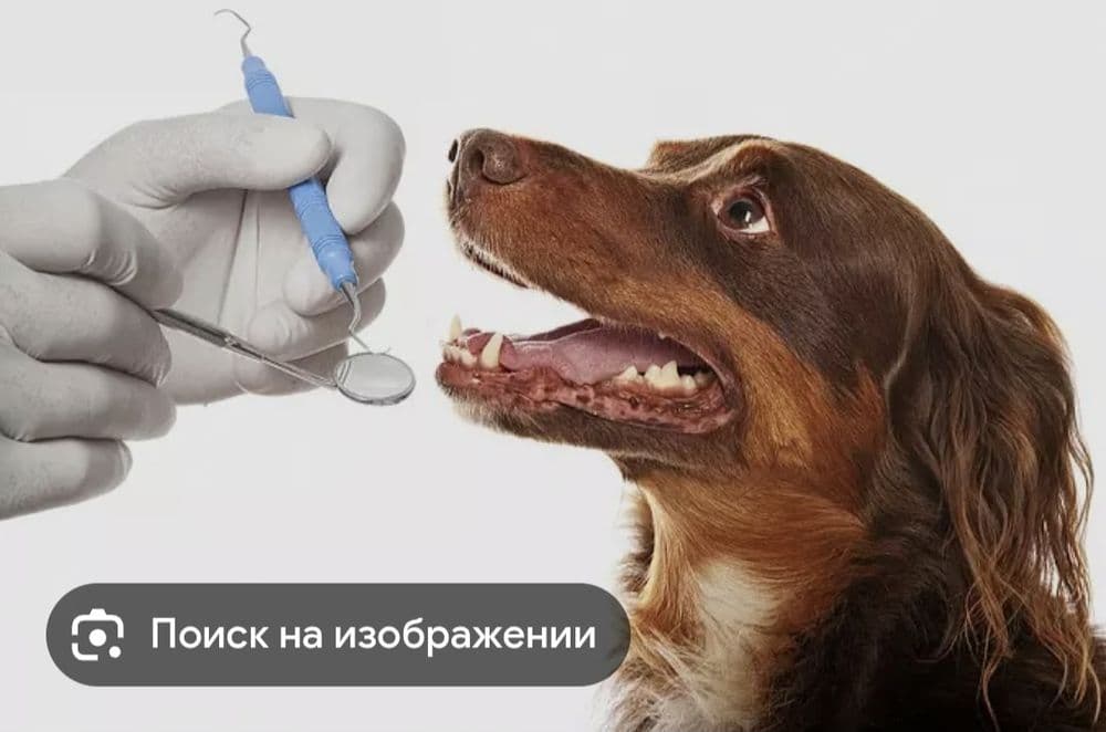 Ветеринар 24/7 работаем на выезд — 1
