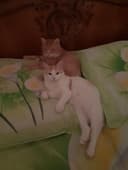 Передержка для кошек