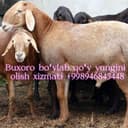 Buxoro boylab qoʻy yungini olish xizmati
