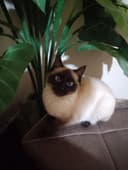 Veterinar xizmati